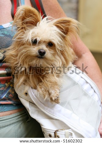 adorable yorkshire terrier inside shoulder bag carrier