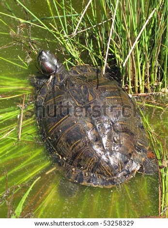 sun turtle (painted turtle)