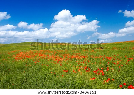 Beautiful landscape - with poppy flowers in foreground - great blue sky with fluffy clouds