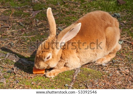 Wild rabbit and carrot