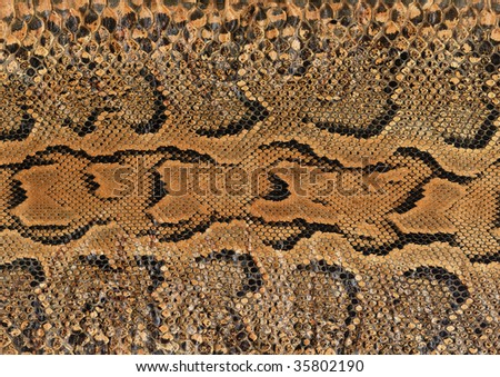 Snake Skin Images