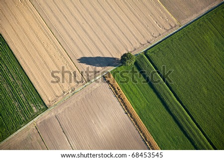 Tree and Fields