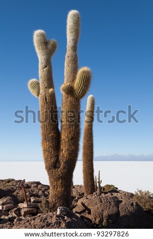 Rare Formed Cactus in the middle of the Salt Lake