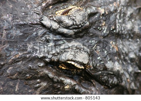 Alligator\'s Eyes from above - Interesting Angle