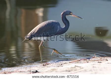 Tri Colored Heron Wading in Water