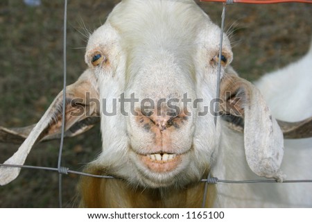 goat age teeth