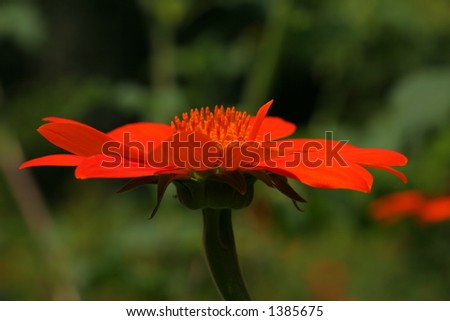 Bright Orange Flower - Unusual Angle