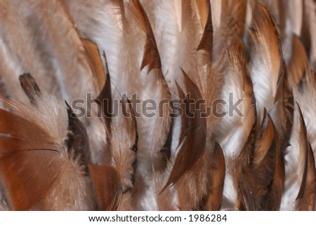 Close-Up of Turkey Feathers