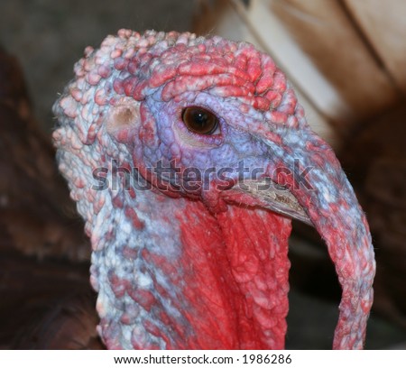 Close-Up of Turkey Head