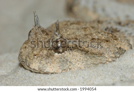 Close-Up Of Sand Viper Snake Stock Photo 1994054 : Shut