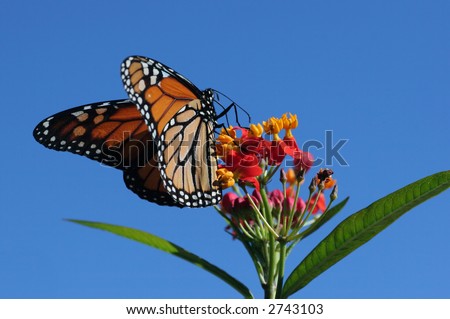 monarch butterfly tattoo. monarch butterfly tattoos.