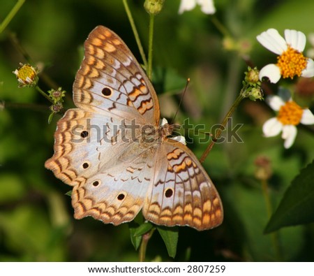 Open Winged Butterfly