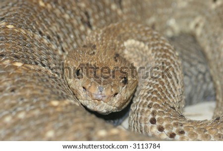 Close-Up Of Aruba Rattlesnake Stock Photo 3113784 : Shu
