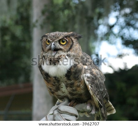 A Great Horned Owl perched on trainer\'s hand