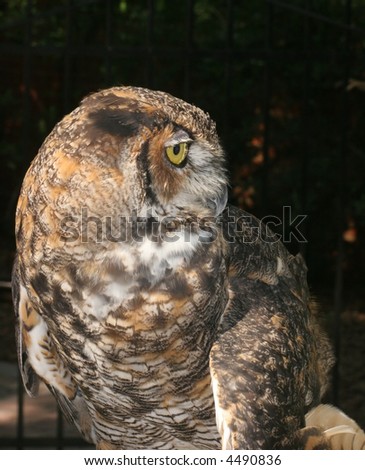 Side view of a Great Horned Owl