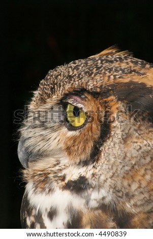 Profile of a Great Horned Owl