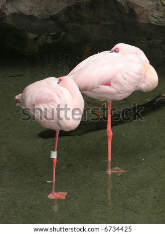 Pair of Flamingos sleeping
