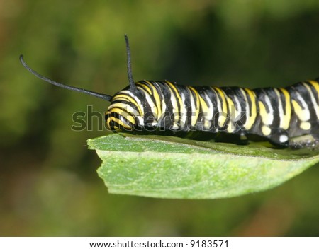 cartoon caterpillar clipart. MONARCH CATERPILLAR CLIPART