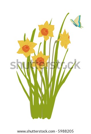 daffodil plant