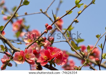 Spring bloom, Japanese ornamental Apple Blossom
