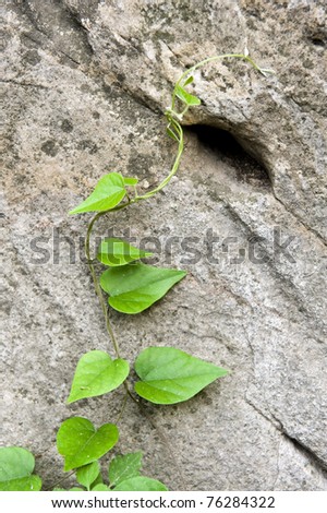 Grow in the rattan plant on the rock