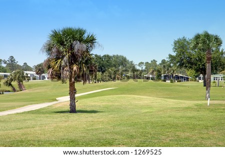 Palm Trees in Florida Golf Course community