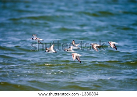 Flock of small birds in flight over water