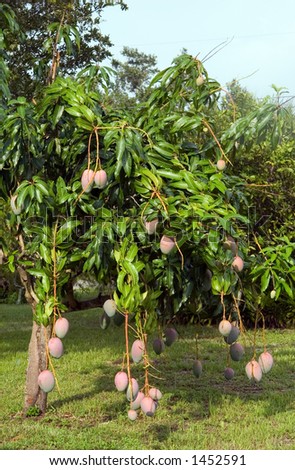 Mango tree in Florida back yard
