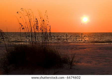 Sunset over Florida Gulf Coast beach with Sea Oats(natures erosion defense) in foreground