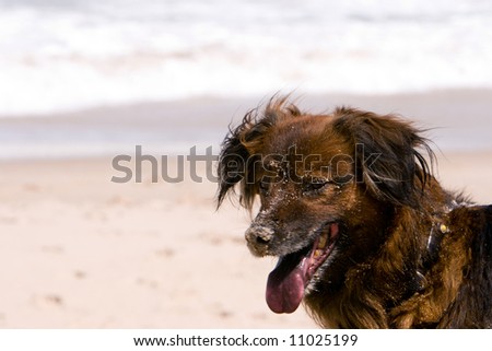 Sandy brown dog on the beach. Shallow DOF; beach and surf background