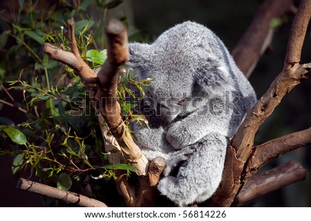 Koala bear