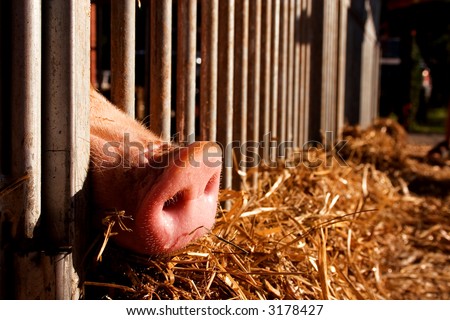 pig nose sticking through a fence