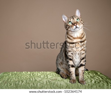 Large bengal leopard cat sitting for studio shot