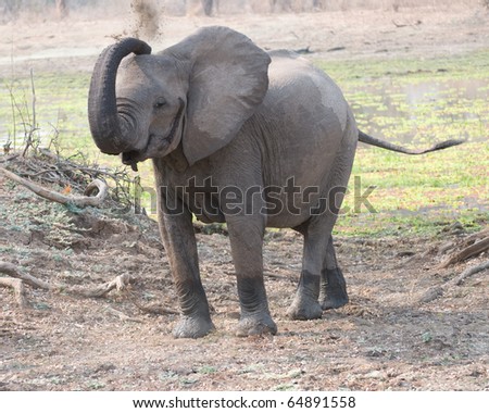 baby elephant clip art. stock photo : cute aby