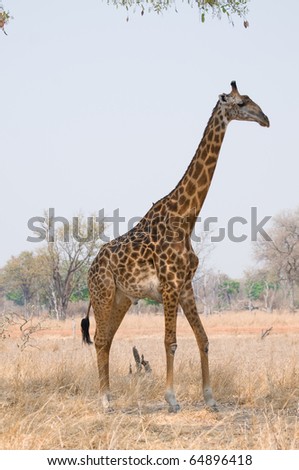 beautiful giraffe walking in the bush