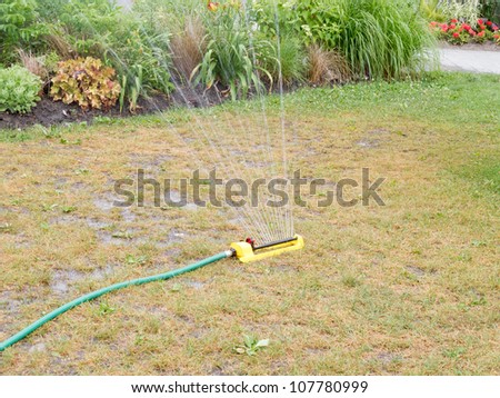 Watering dry lawn with herbaceous border in background