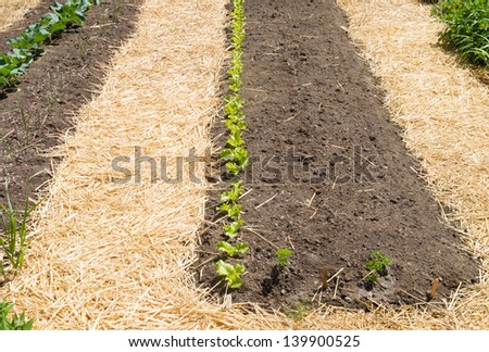 Kitchen garden in early spring with straw