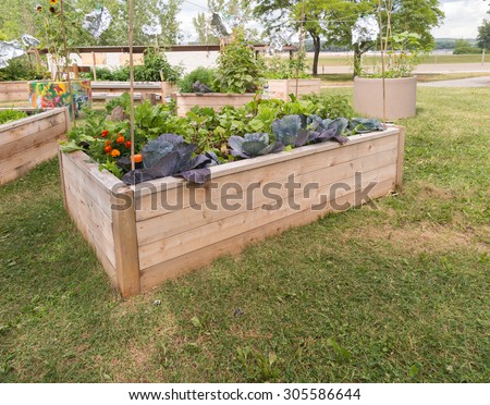 Raised garden beds in community garden