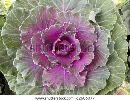 Ornamental Purple Kale or cabbage