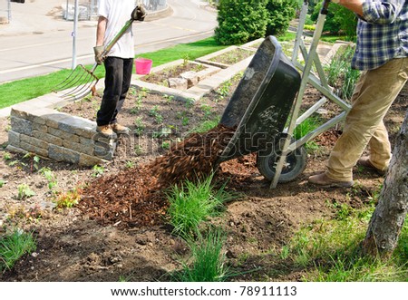Gardener tipping wheelbarrow full of mulch