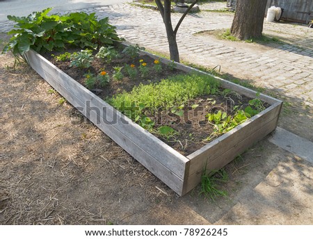 Raised garden bed with rhubarb and seedlings