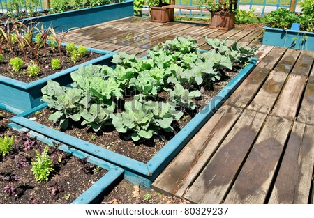 Cabbage plants in raised bed