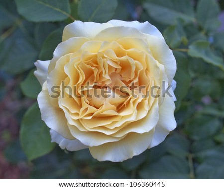 pale yellow rose flower closeup, natural background
