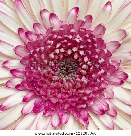 pale white and violet gerber daisy, floral background