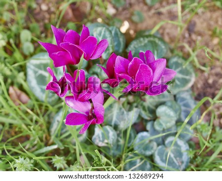 dark violet cyclamens, floral background