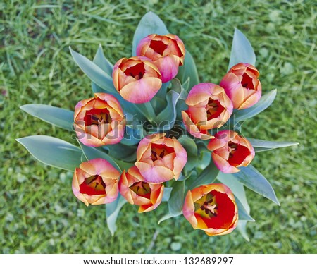 tulips bunch, floral background
