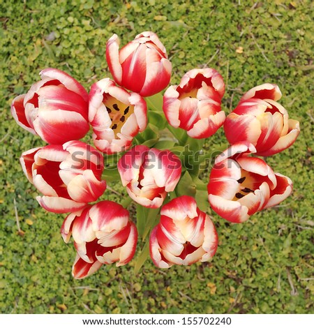 red white tulips bouquet on green grass background