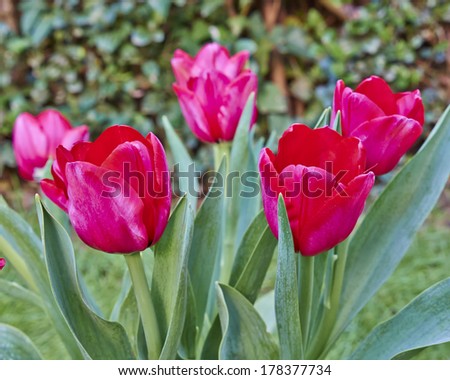 red tulips bunch, natural background
