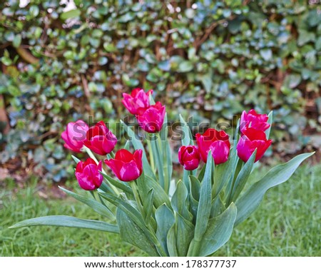 red tulips bunch, natural background