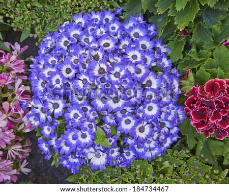 cineraria flowers bouquet closeup, natural background